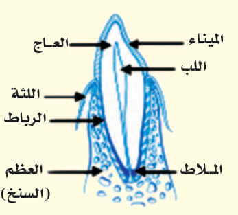 البنية التشريحية للسن